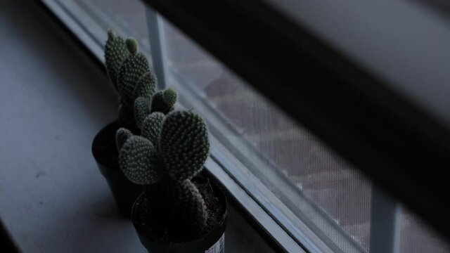 Small cactus plants in window
