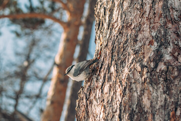 Once on a hike I saw a bird sitting on a tree, and at that time I was just holding a camera, and I managed to take a picture.