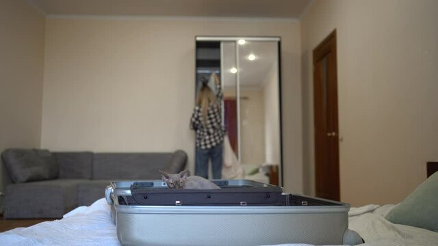 Sphynx cat sitting in a suitcase on the bed, girl folding clothes luggage, pet in hotel, vacation trip, pet travel