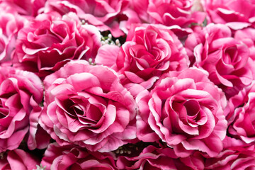 Pink roses for festival celebrations