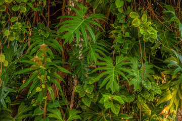Lush Jungle Background with lush green plant life