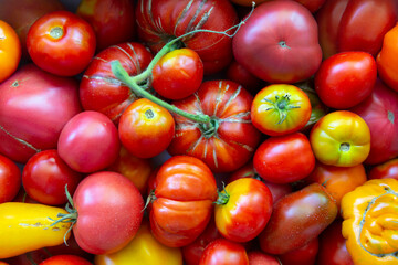 Fresh organic farm ripe tomato varieties of different shapes, sizes, and colors on the market. ...