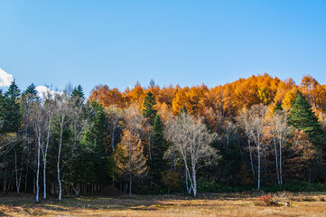 紅葉した秋の乗鞍高原