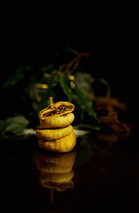 Pyramid of dried figs on a black table. The top figs are cut in half. Black background with live...