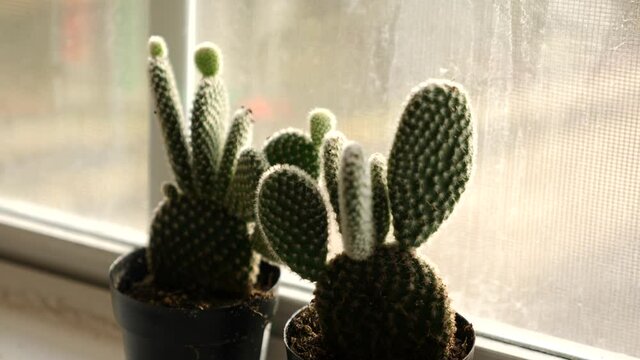 Small cactus plants in window