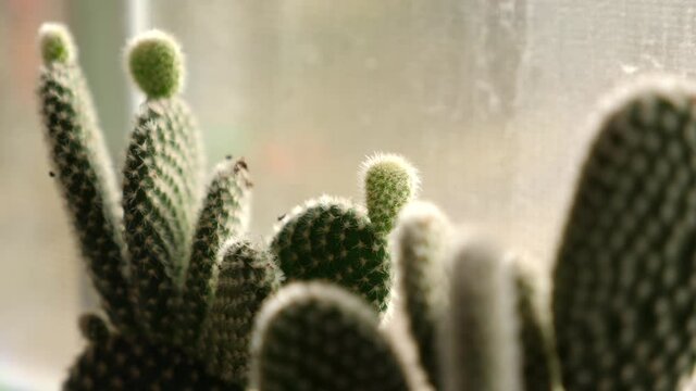 Small cactus plants in window