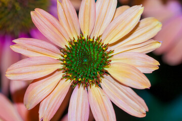 Pink and beige  Cone Flower bloom