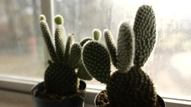 Small cactus plants in window