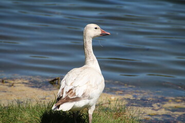 Snow Goose By The Water, William Hawrelak Park, Edmonton, Alberta