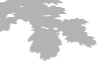 Summer background of shadows from oak leaves and branches on a white wall. White and black for photo or mockup