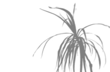 Summer background from the shadow of a room dracaena on a white wall. White and black for photo or mockup