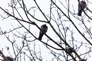 Pigeons on the empty branches