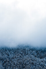 brume neige et foret