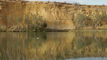 wide shot of an australian pelican swimming on the murray river
