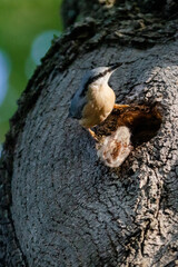 eurasian nuthatch