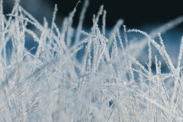 White hoarfrost on a grass at frosty dawn. Morning freshness concept. Macro shot with shallow depth of field.