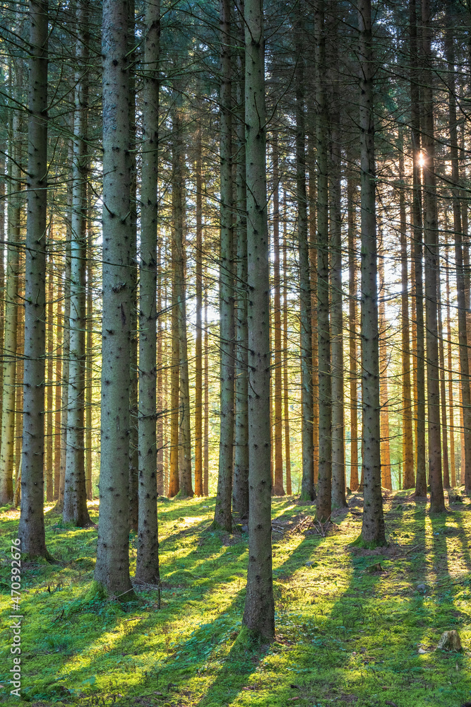 Poster Spruce forest in backlight with shadows and tree trunks