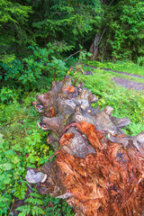 Old tree trunk with growing Red belted conk - obrazy, fototapety, plakaty