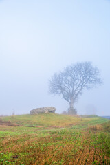 Obraz na płótnie Canvas Single tree and a old stone age grave at a misty morning