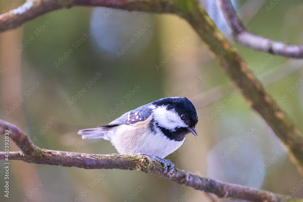 Sticker Cute Coal tit on a tree branch in the woods