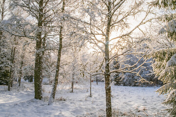 Frosty snowy tree branches in backlight