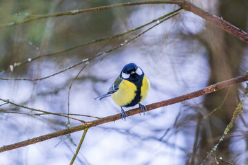 Great tit sitting and looking to the camera