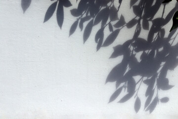 Abstract image of leaf shadow and the branches that cast long shadows on the wall. Space for text.