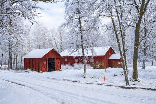 Red barns by a road in a wintry landscape