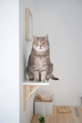 Möbelaufkleber Scottish straight cat © Anton Maltsev