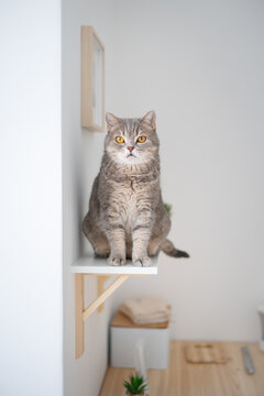 Scottish straight cat