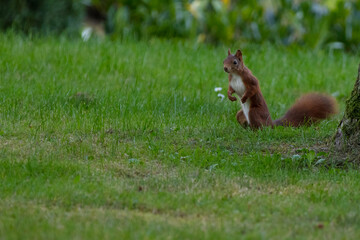 red squirrel in the woods