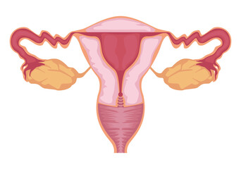 uterus female organ - obrazy, fototapety, plakaty