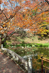 Colorful autumn leaves in Entsuji temple in Tamba, Hyogo, Japan
