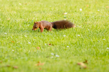 Fototapeta premium squirrel eating grass