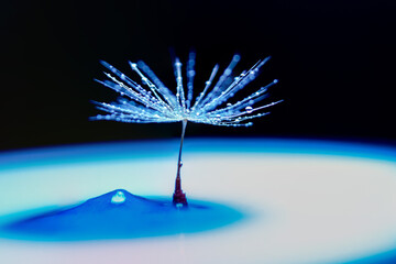 Dandelion with waterdrops