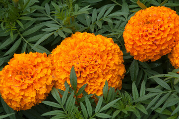 Sydney Australia, orange flowers of a marigold plant