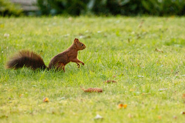 squirrel on the grass