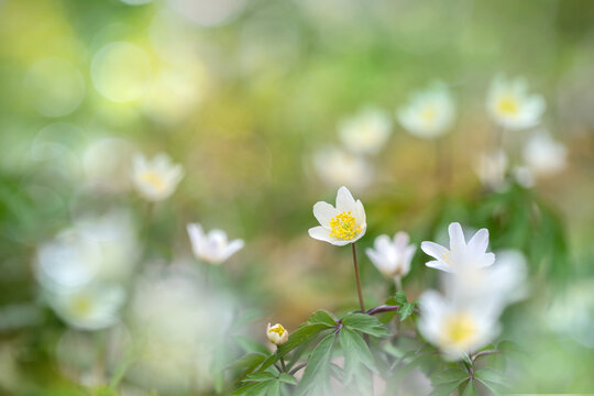 White windflower blossom (Anemonoides nemorosa) in spring. Romantic play of light.