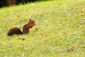 squirrel on the grass