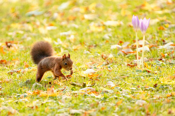 red squirrel in the woods