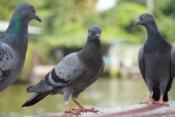 Tripple Pigeon