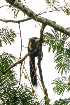 Black giant squirrel, also called Malayan giant squirrel (Ratufa bicolor) in Kaeng Krachan National Park of Thailand, UNESCO world heritage site