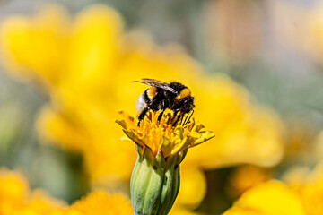 bee on yellow flower