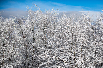 Winter scene with snowy forest. Winter with covered frost trees in the snowdrifts. Magical winter forest. Natural landscape with beautiful sky.