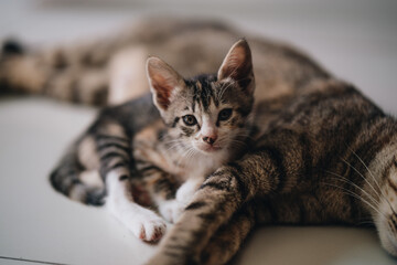 Portrait of a kitten sitting at her mother