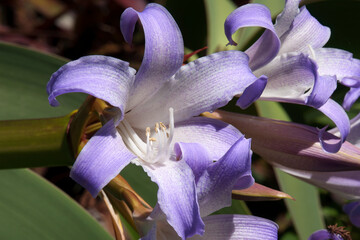 Sydney Australia, Lilac-blue flowers of a worsleya procera or blue amaryllis  © KarinD