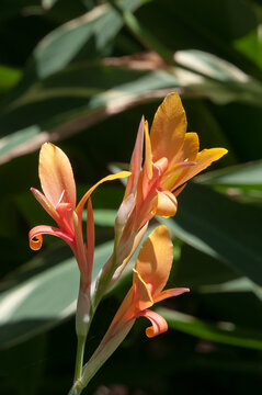 Sydney Australia, close-up of a pink and apricot coloured flowers of a tall variegated leaf stuttgart canna lily