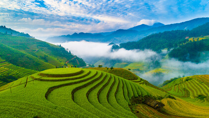 field, agriculture, landscape, tea, green, nature, plantation, farm, rice, plant, hill, grass, asia, mountain, rural, countryside, summer, terrace, terraced, travel, china, mu cang chai, yen bai