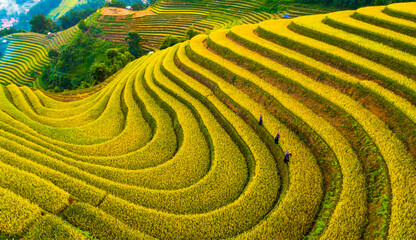 field, agriculture, landscape, tea, green, nature, plantation, farm, rice, plant, hill, grass, asia, mountain, rural, countryside, summer, terrace, terraced, travel, china, mu cang chai, yen bai