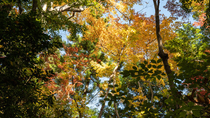 【日本の秋】紅葉　Japanese autumn leaves